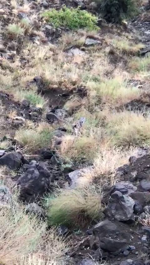 Erzurum’da vaşak görüldü